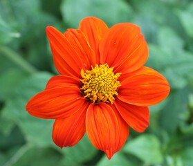 orange flower in the garden