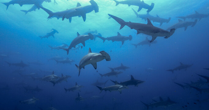 School of Hammerhead shark