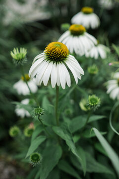 Closeup on pure white echinacea flowers