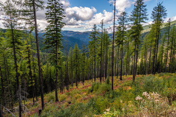 A Stand Of Larch Trees On Moon Pass. Wallace, Idaho.