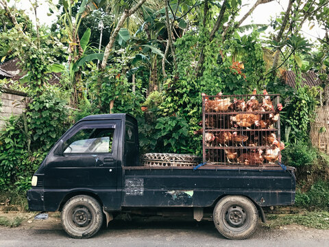 Battery Chickens loaded on a truck on their way to market in Bal