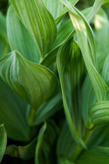 large green leaves of a plant
