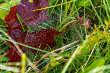 Wet Spider Web in Grass