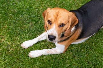 Adult beagle