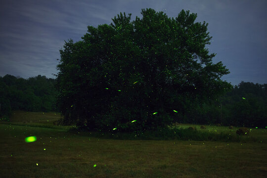Summer Night Fireflies on Farm