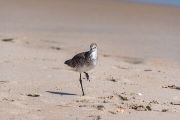 Willet on One Leg