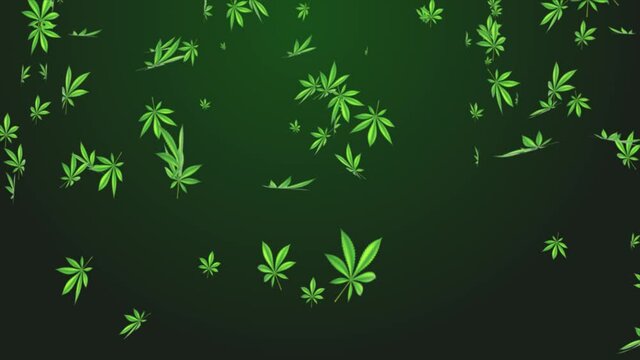 4K Weed Cannabis Drug Leaves Rain Falling Loop Animation Green Screen. Leaf Marijuana Rotating Background. Cultivating Marijuana. Recreational Drugs, Marijuana, Weed, Herb, Leaf, Ganja, Sativa, Joints