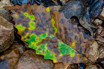 Colorfull Fallen Leaf