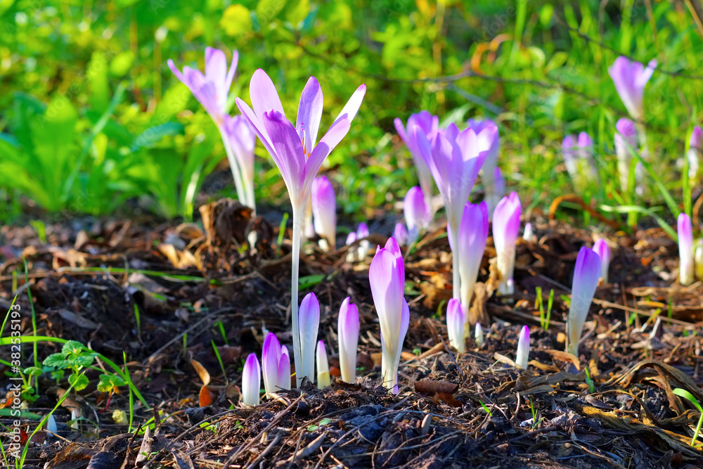 Sticker Herbstzeitlose - autumn crocus flower in purple colors