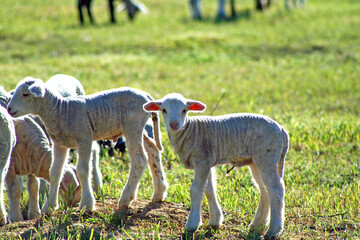 Obraz na płótnie Canvas Baby Lambs