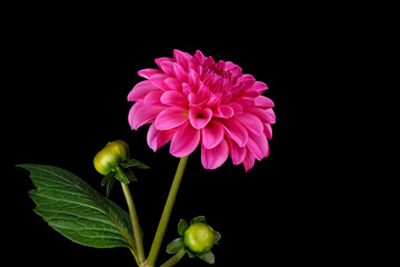 A single pink dahlia flower with two buds isolated on black background.
