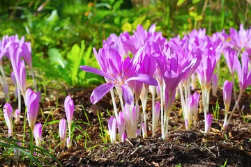 Foto auf Glas Herbstzeitlose - autumn crocus flower in purple colors © LianeM