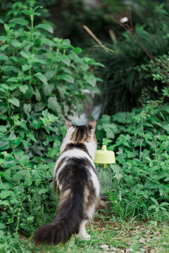Cat seen from tha back while discovering a bug trap in garden