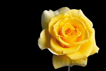 A single yellow rose isolated on black background.