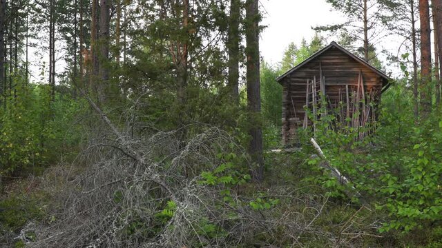 Old log cabin in the woods with a fallen tree in foreground