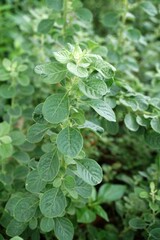 Aerva lanata plant in nature garden