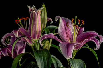 Two magenta and pink tiger lily flowers on black background.