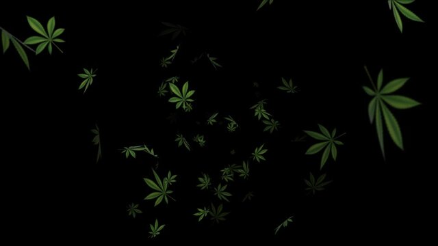 Falling cannabis leaves Marijuana leaf on black Loop background. 4K, alpha channel included. Marijuana, Cannabis, recreational drugs, Marijuana, weed, herb, leaf, ganja, sativa, joints