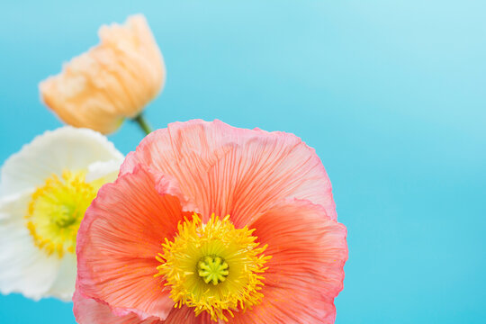 Colorful Poppy flowers on blue background