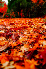 雨後の紅葉