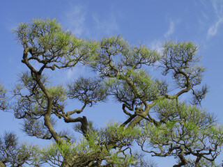 剪定された松の枝振り