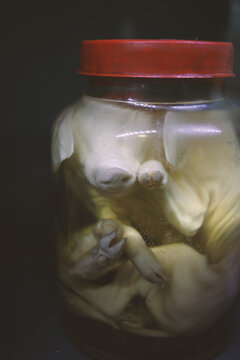 Newborn piglet preserved in a glass jar