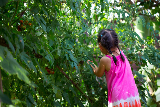 one little asian girl picking Cherry tomato fron the vine in the