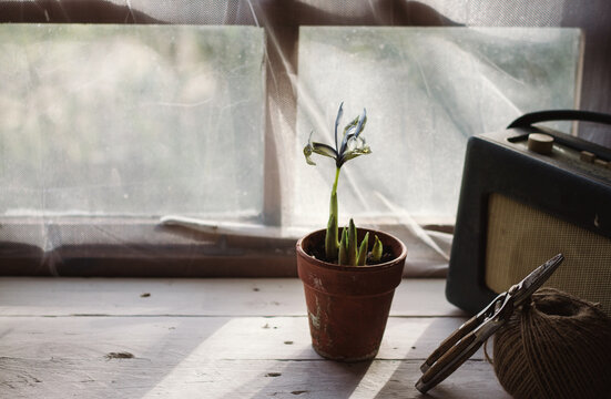 An iris Reticulata plant in a terracotta pot in front of a window.