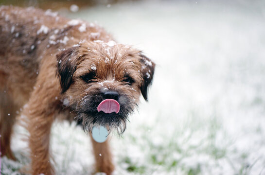 Border Terrier catching snowflakes with her tongue