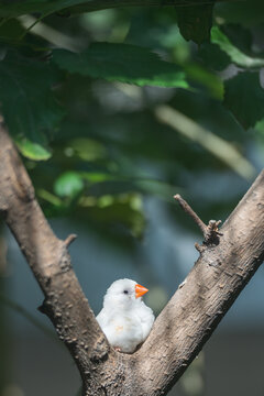White zebra finch on tree branch
