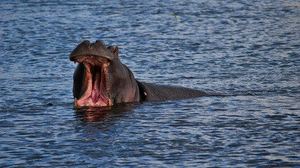 Fototapeta premium Front view of intimidating single hippo (hippopotamus, hippopotamus amphibius) aggressively opening its mouth and showing its fangs on safari, Chobe River, Chobe National Park, Botswana.