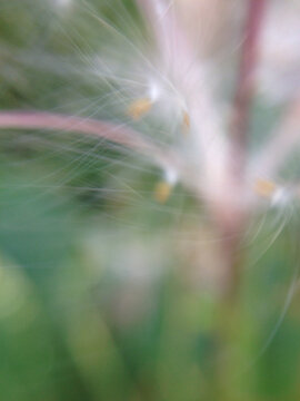 abstract of fireweed going to seed