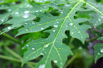 rain drops on leaf