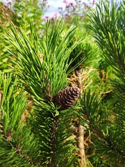 a pine cone on a branch. Coniferous trees natural background