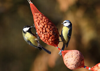 great tit and blue tit on a net of peanuts