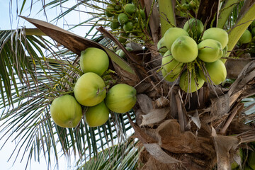 Fototapeta premium Palm tree with ripe coconuts, coconut bunch on a palm tree.