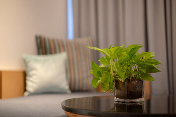 Close up of plant inside glass pot with on table.
