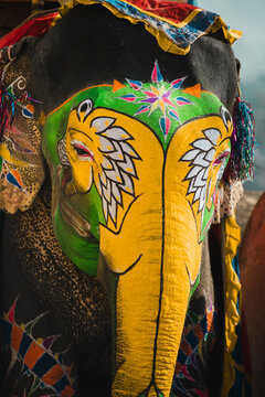 Decorated Indian Elephant