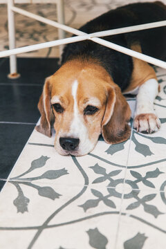 beagle