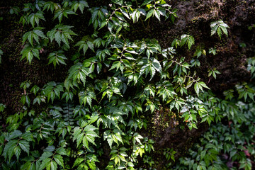 Close up green forest leaves growing on the rock.