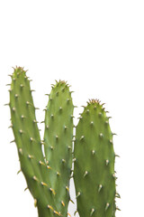 Three cactus isolated on white background