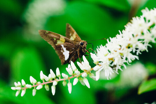 Buttefly