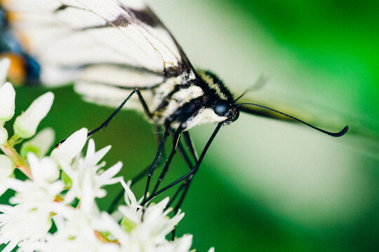 Buttefly
