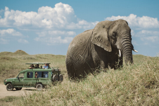 Fototapeta Elephant and safari jeep