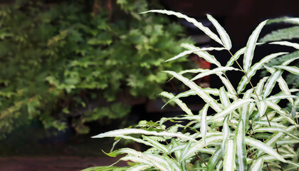 Beautiful Pattern of White-striped Cretan brake ferns in backyard garden.Pteris cretica...