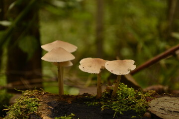 mushroom in the forest