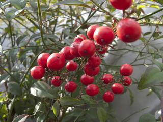 Obraz premium 南天の実のクローズアップ