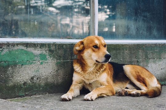 Stray dog lying at the street