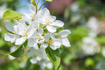 apple tree blooms in spring with white fragrant flowers, delicate white-green-blue background