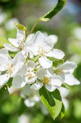 spring apple tree blossom 